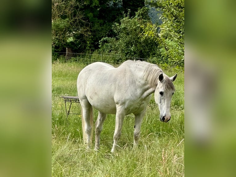Andalusian Gelding 26 years 15,2 hh Grey in Ribbesbüttel
