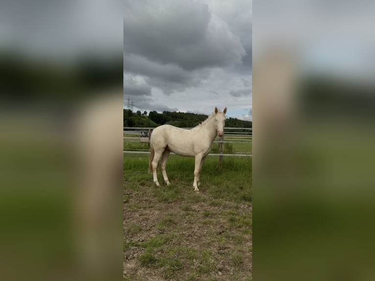 Andalusian Gelding 2 years 14.1 hh Pearl in Warburg