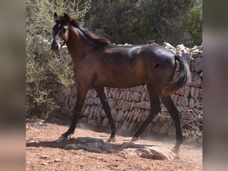 Andalusian Gelding 2 years 14,2 hh Gray in Mallorca