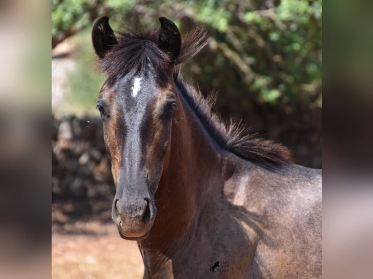 Andalusian Gelding 2 years 14,2 hh Gray in Mallorca