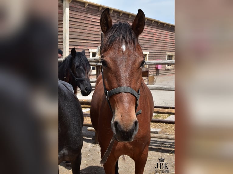 Andalusian Gelding 2 years 15.1 hh Brown in Tabernas Almeria