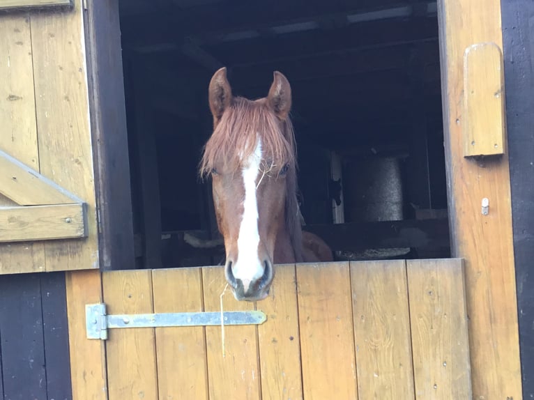 Andalusian Mix Gelding 2 years 15,1 hh Chestnut-Red in Lüdersfeld