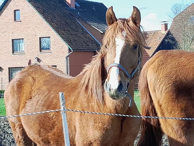 Andalusian Mix Gelding 2 years 15,1 hh Chestnut-Red in Lüdersfeld
