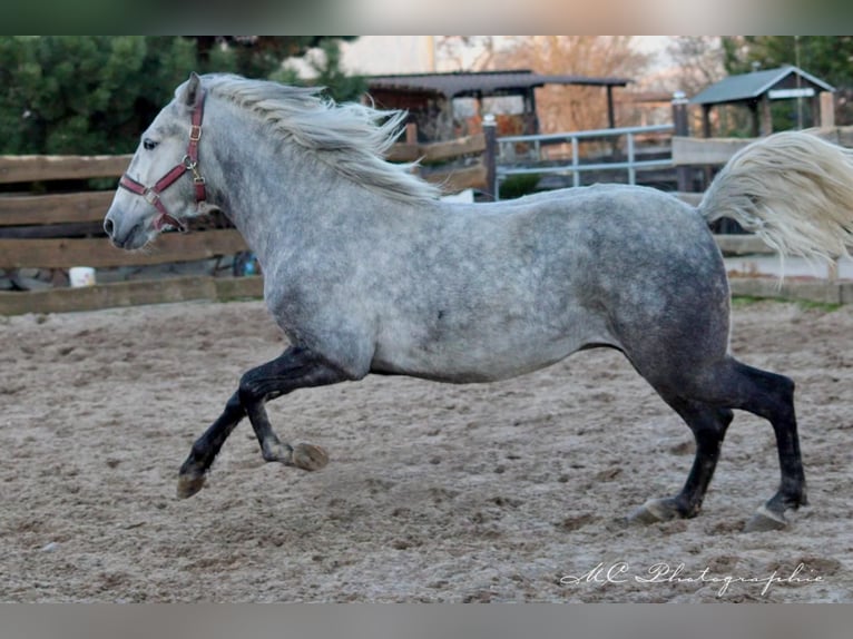 Andalusian Gelding 2 years 15,1 hh Gray in Polenz