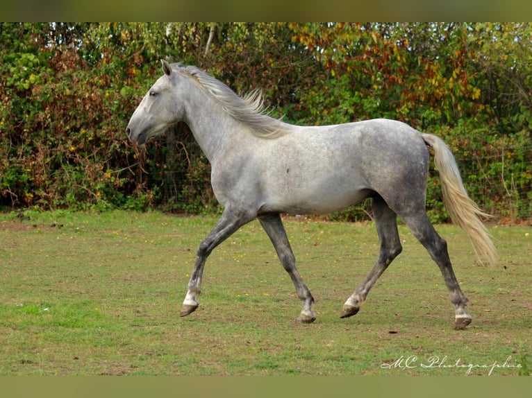 Andalusian Gelding 2 years 15,1 hh Gray in Polenz