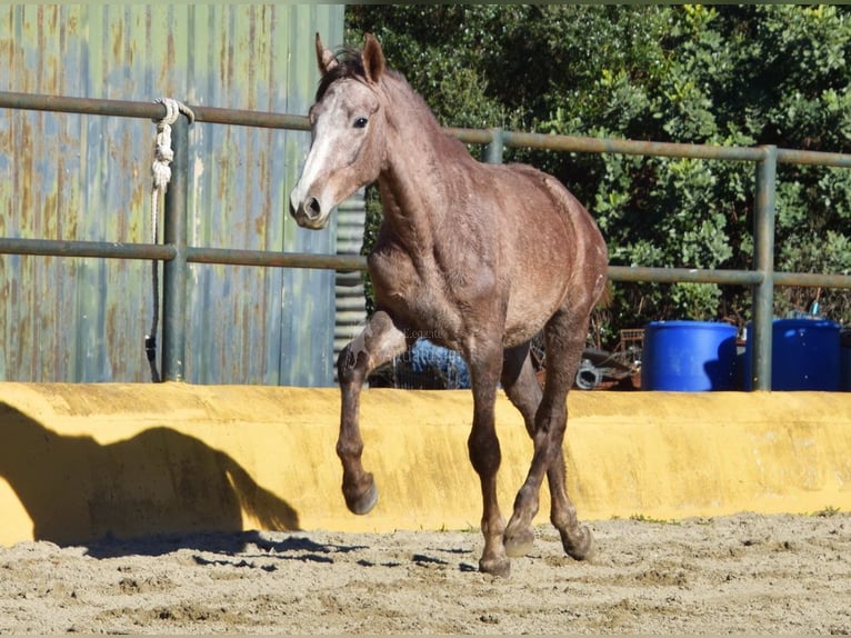 Andalusian Gelding 2 years 15 hh Grey in Provinz Malaga