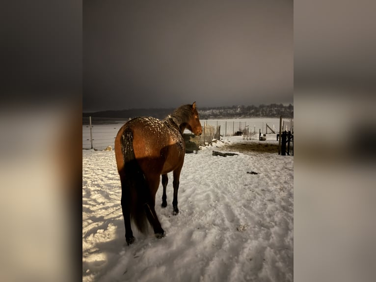 Andalusian Gelding 2 years 15,2 hh Brown in Ballenstedt
