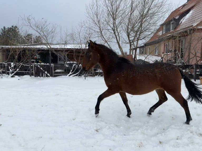 Andalusian Gelding 2 years 15,2 hh Brown in Ballenstedt
