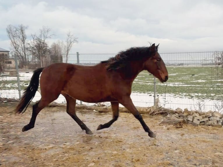 Andalusian Gelding 2 years 15,2 hh Brown in Ballenstedt