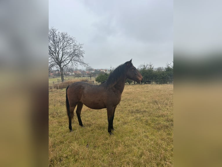 Andalusian Gelding 2 years 15,2 hh Brown in Ballenstedt