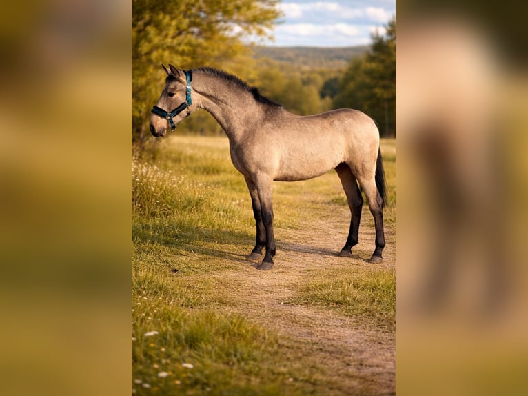 Andalusian Gelding 2 years 15,2 hh Dun in El Tiemblo
