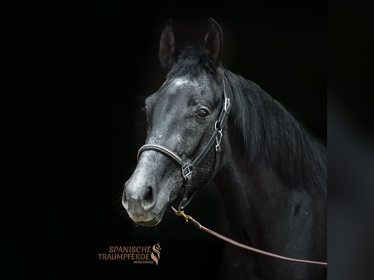 Andalusian Mix Gelding 3 years 14,2 hh Black in Traventhal