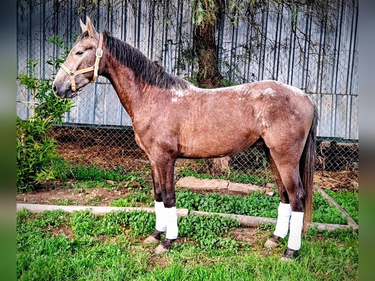 Andalusian Gelding 3 years 14.2 hh Brown Falb mold in Sevilla