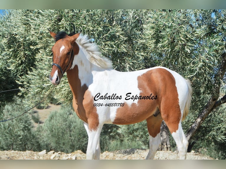 Andalusian Gelding 3 years 14.2 hh Pinto in Vejer de la Frontera