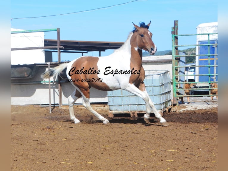 Andalusian Gelding 3 years 14.2 hh Pinto in Vejer de la Frontera