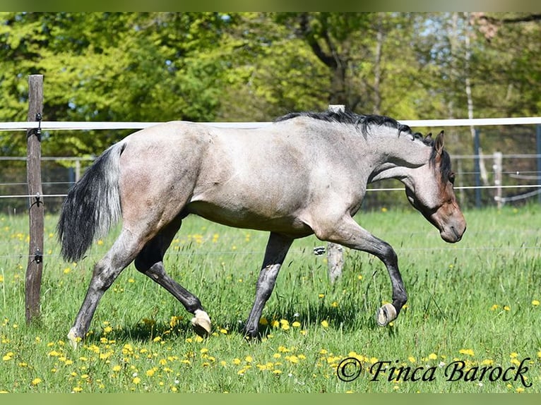 Andalusian Gelding 3 years 14.2 hh Roan-Bay in Wiebelsheim