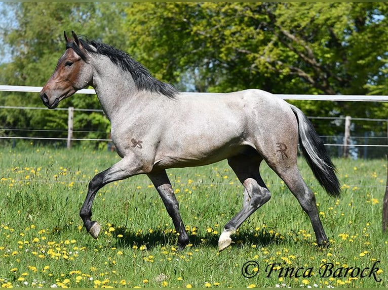 Andalusian Gelding 3 years 14.2 hh Roan-Bay in Wiebelsheim