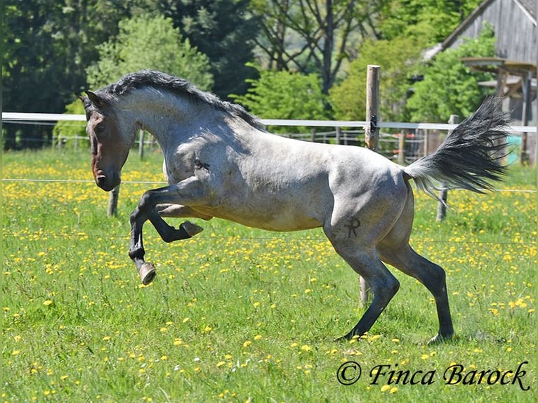Andalusian Gelding 3 years 14.2 hh Roan-Bay in Wiebelsheim
