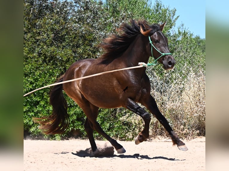 Andalusian Gelding 3 years 14.3 hh Black in Mallorca