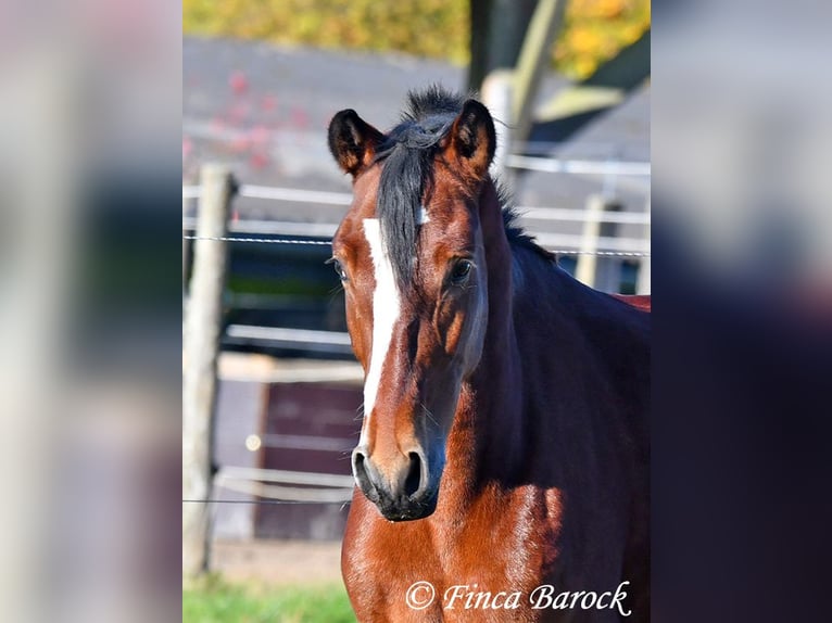 Andalusian Gelding 3 years 14,3 hh Brown in Wiebelsheim