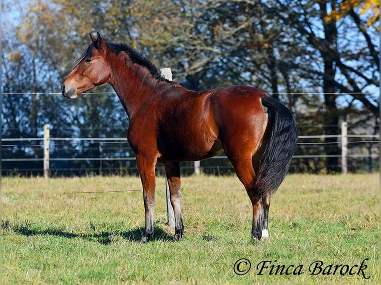 Andalusian Gelding 3 years 14,3 hh Brown in Wiebelsheim