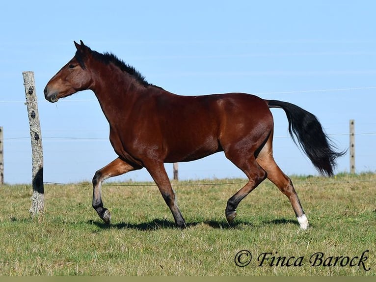 Andalusian Gelding 3 years 14,3 hh Brown in Wiebelsheim