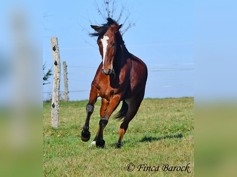 Andalusian Gelding 3 years 14,3 hh Brown in Wiebelsheim