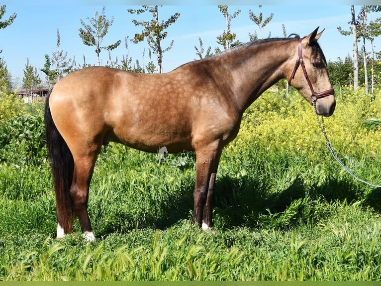 Andalusian Gelding 3 years 14.3 hh Dun in Provinz Granada