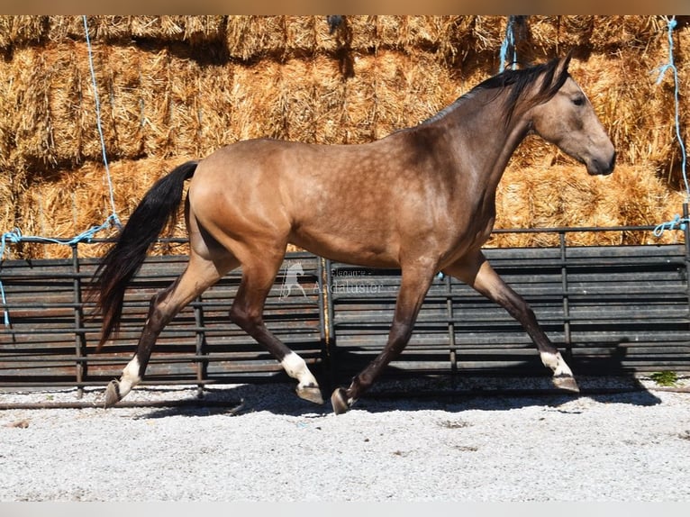 Andalusian Gelding 3 years 14.3 hh Dun in Provinz Granada