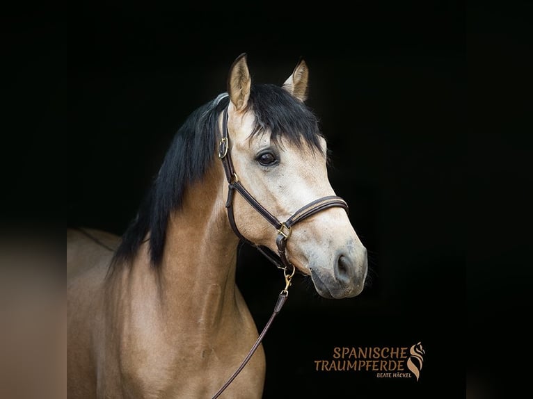 Andalusian Mix Gelding 3 years 14,3 hh Dun in Traventhal