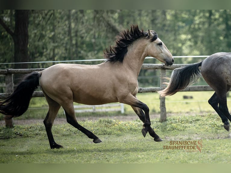 Andalusian Mix Gelding 3 years 14,3 hh Dun in Traventhal