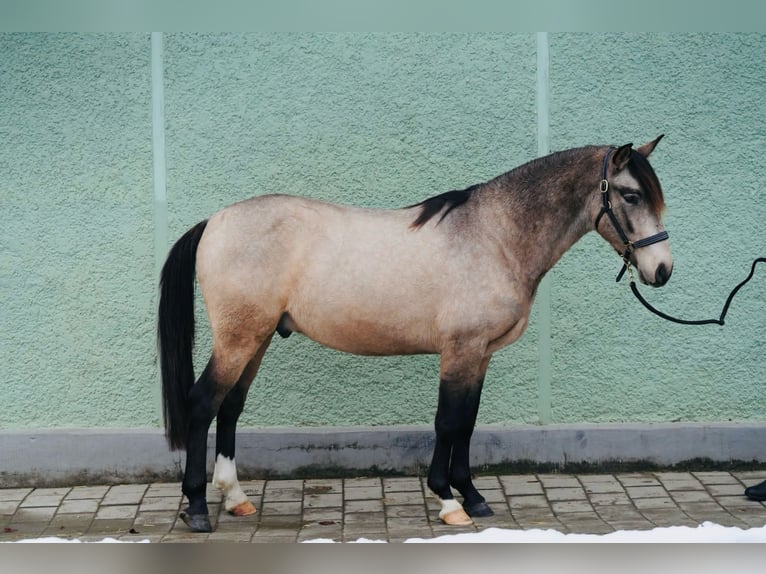 Andalusian Gelding 3 years 14,3 hh Dun in Krumbach