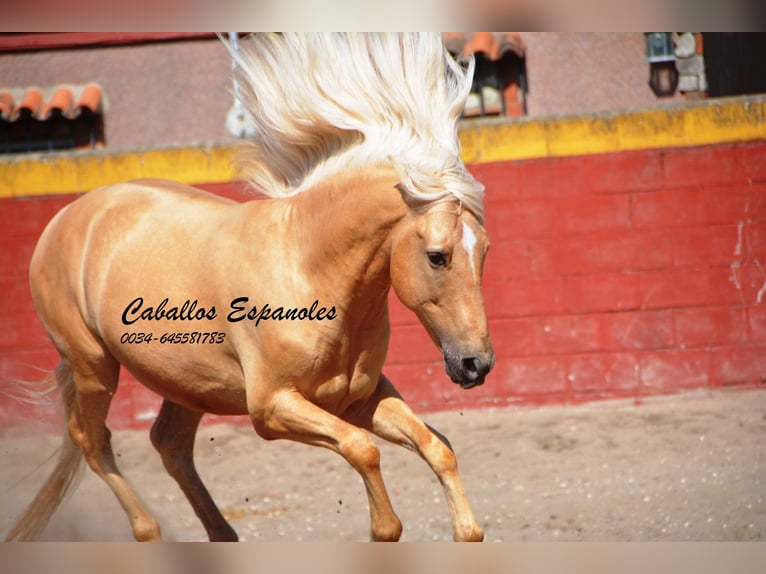 Andalusian Gelding 3 years 14,3 hh Palomino in Vejer de la Frontera