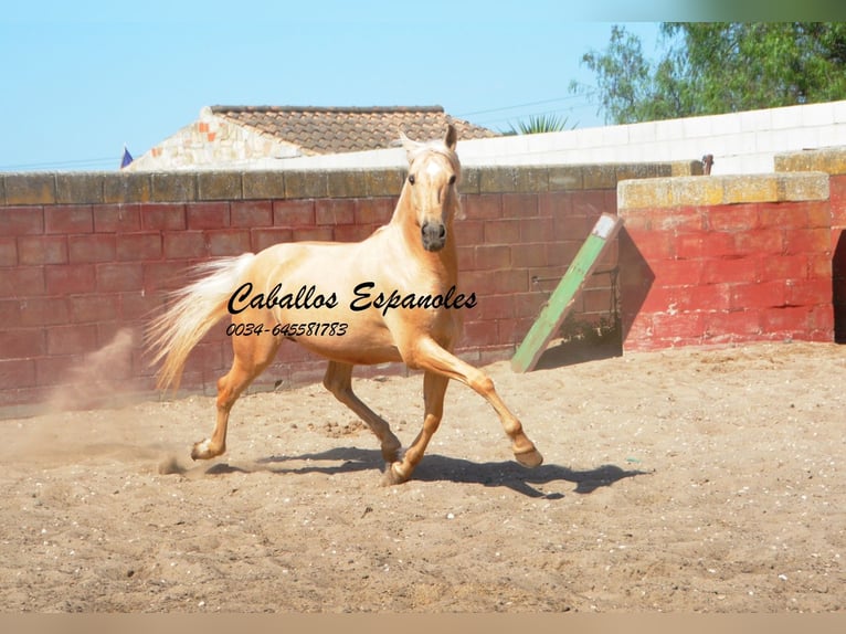 Andalusian Gelding 3 years 14,3 hh Palomino in Vejer de la Frontera