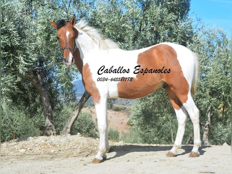 Andalusian Gelding 3 years 14.3 hh Pinto in Vejer de la Frontera