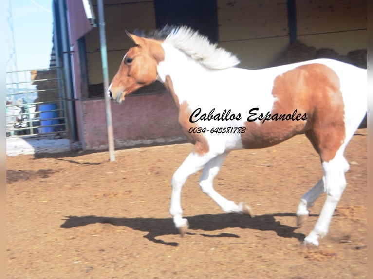 Andalusian Gelding 3 years 14.3 hh Pinto in Vejer de la Frontera