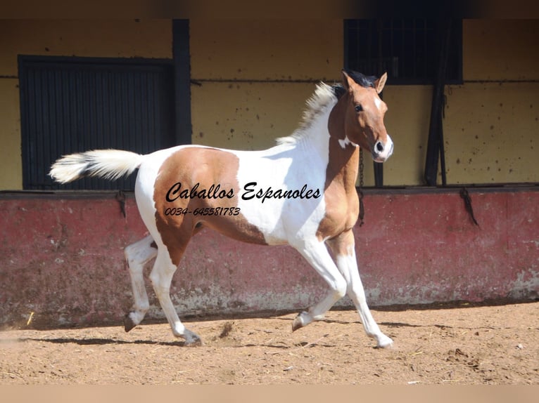 Andalusian Gelding 3 years 14.3 hh Pinto in Vejer de la Frontera