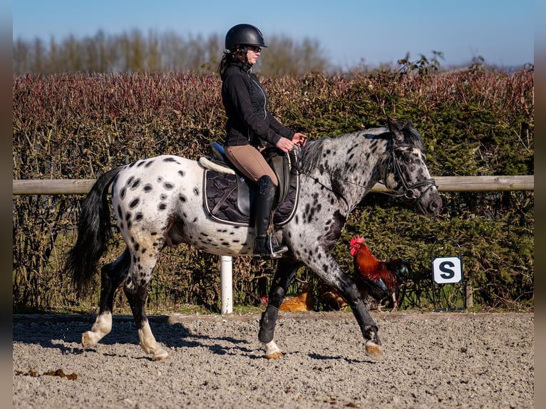 Andalusian Gelding 3 years 14 hh Leopard-Piebald in Neustadt (Wied)