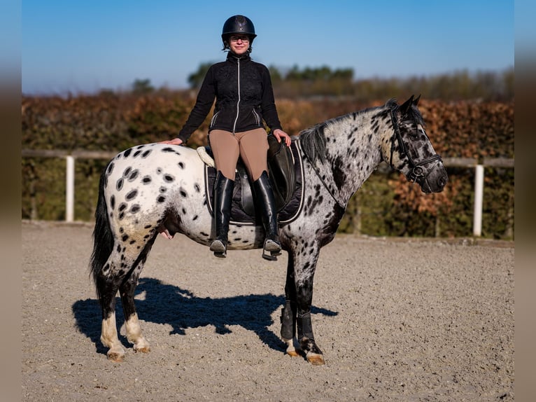 Andalusian Gelding 3 years 14 hh Leopard-Piebald in Neustadt (Wied)