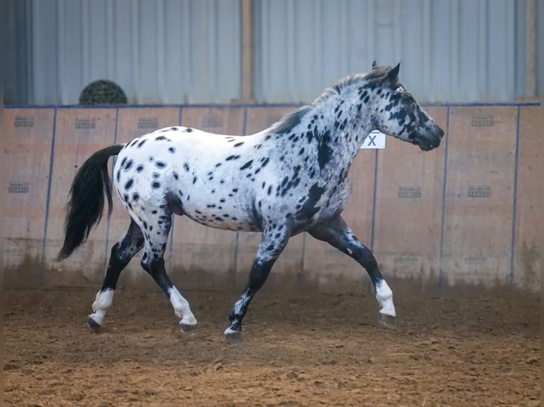 Andalusian Gelding 3 years 14 hh Leopard-Piebald in Neustadt (Wied)