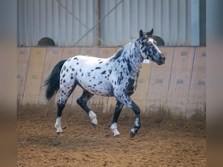 Andalusian Gelding 3 years 14 hh Leopard-Piebald in Neustadt (Wied)