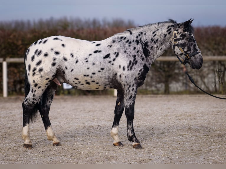 Andalusian Gelding 3 years 14 hh Leopard-Piebald in Neustadt (Wied)