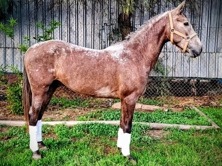 Andalusian Gelding 3 years 14,2 hh Brown Falb mold in Sevilla