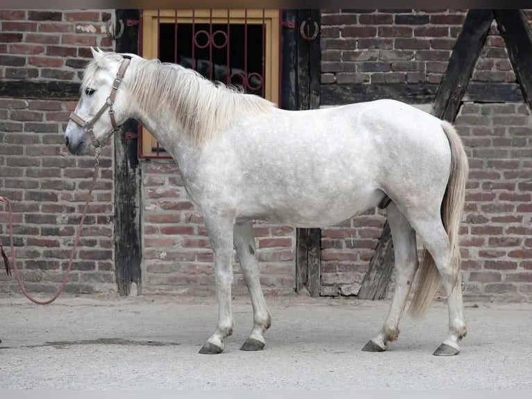 Andalusian Gelding 3 years 14,2 hh Grey in Ratingen