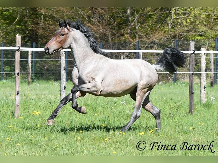 Andalusian Gelding 3 years 14,2 hh Roan-Bay in Wiebelsheim
