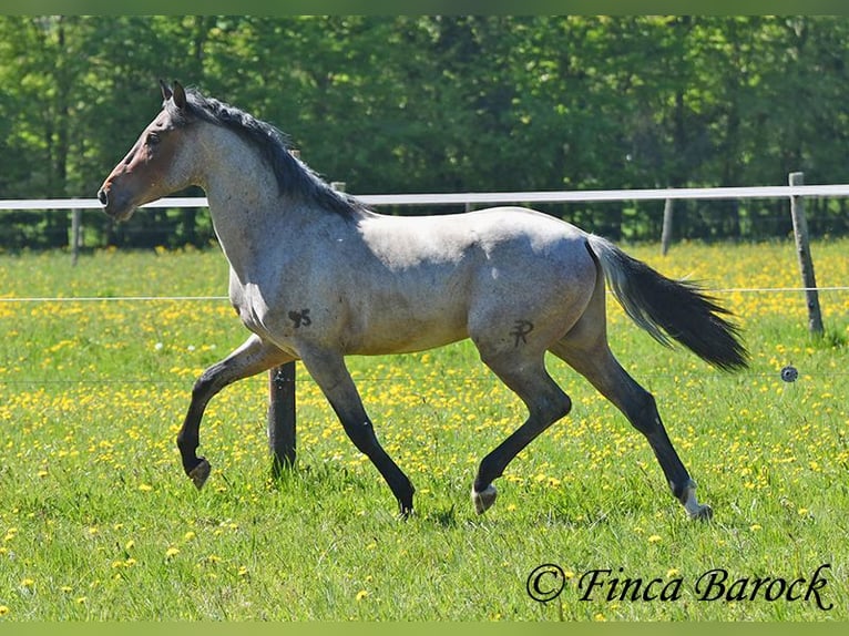 Andalusian Gelding 3 years 14,2 hh Roan-Bay in Wiebelsheim