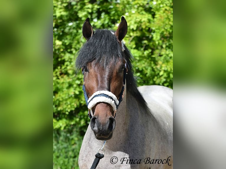 Andalusian Gelding 3 years 14,2 hh Roan-Bay in Wiebelsheim