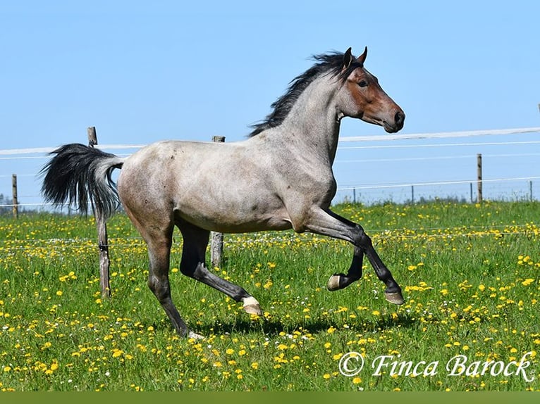 Andalusian Gelding 3 years 14,2 hh Roan-Bay in Wiebelsheim