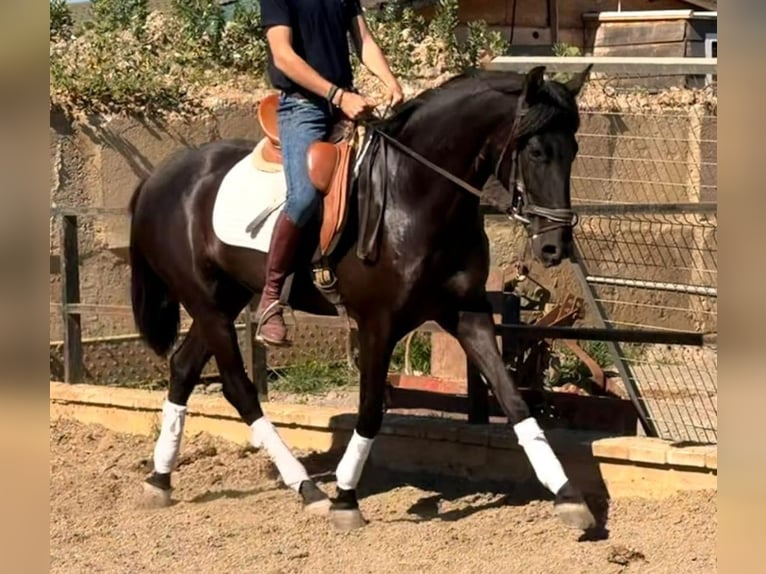 Andalusian Gelding 3 years 15.1 hh Bay-Dark in Sevilla