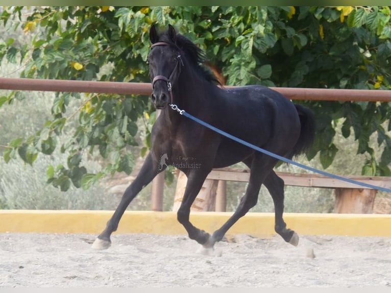 Andalusian Gelding 3 years 15,1 hh Black in Provinz Malaga